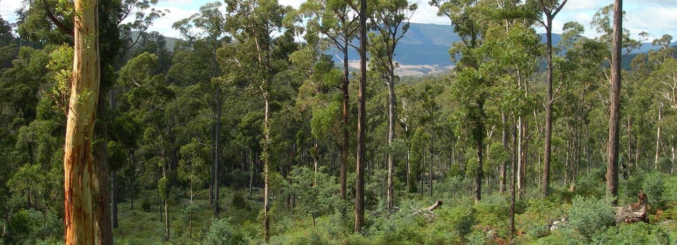 trees in an Australian forest landscape